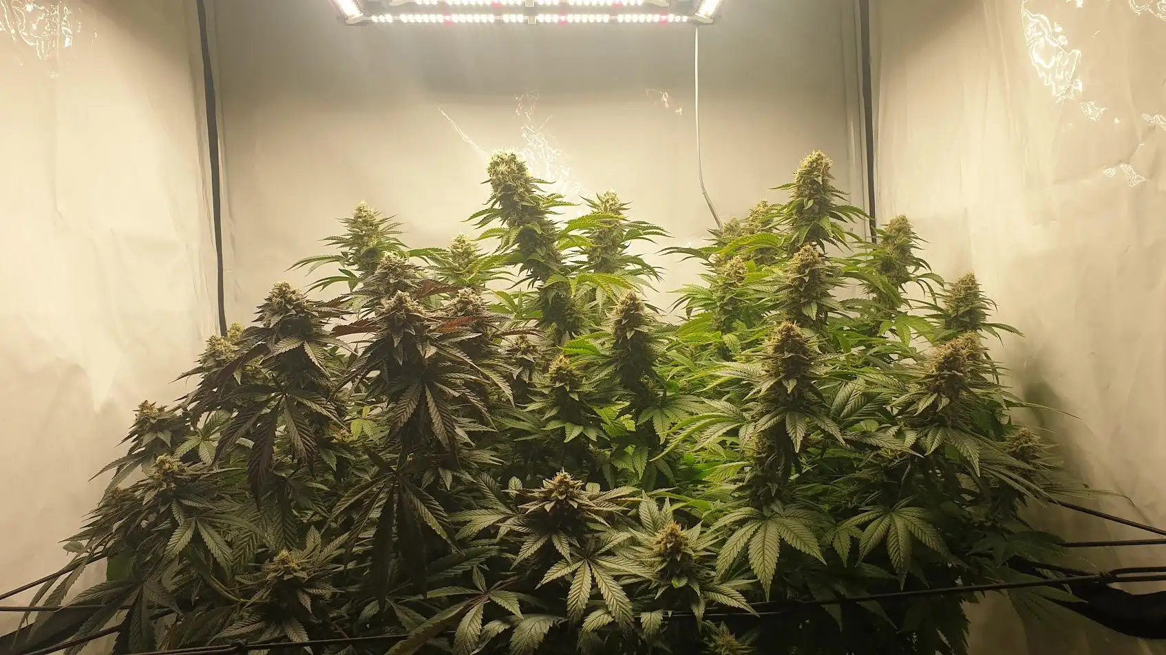 GrowFetisch