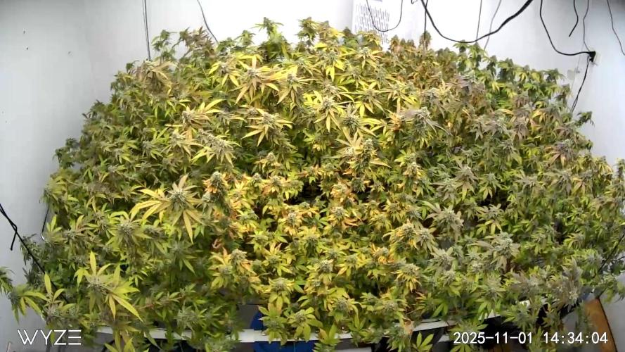 null door HUMO_Cultiva