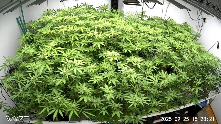 null door HUMO_Cultiva