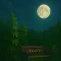myleo