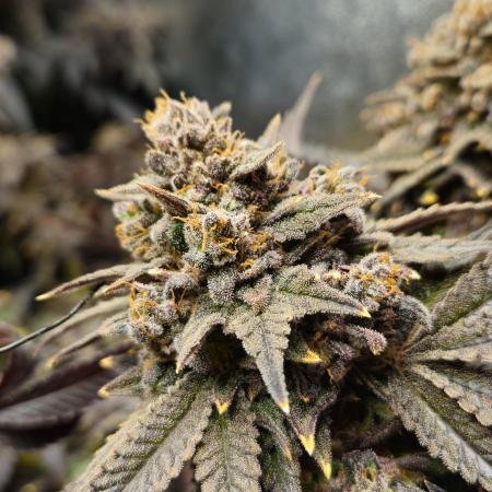 LegalGrowMyOwn
