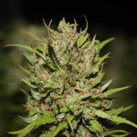 swisscheese_g1