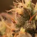 Kush_Kalle