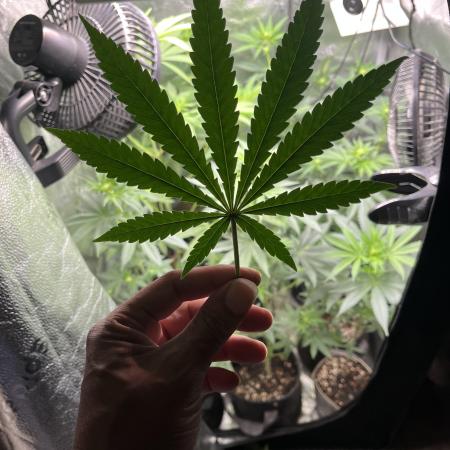 StartGrowingShxt