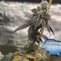 Flavoredbroccoli420