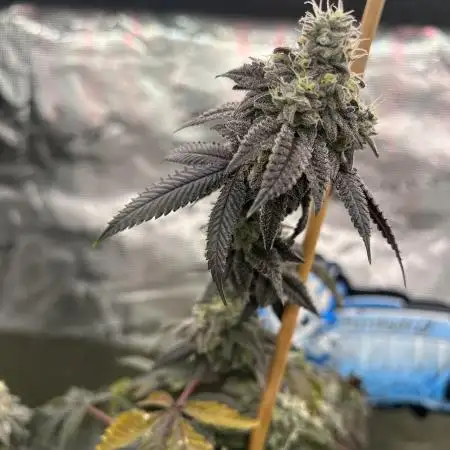 Flavoredbroccoli420