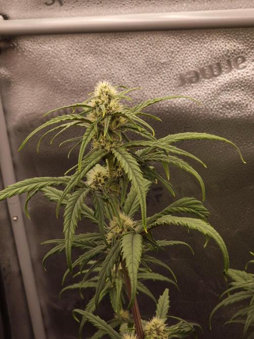 null by CannaArchive