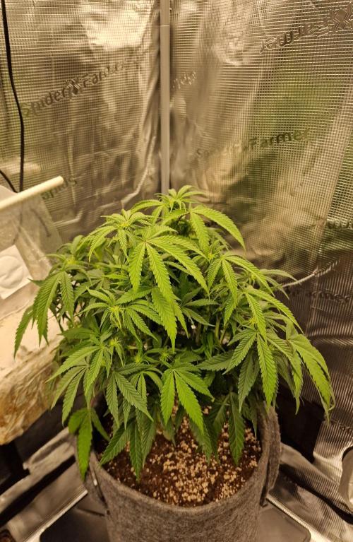 null by CannaArchive