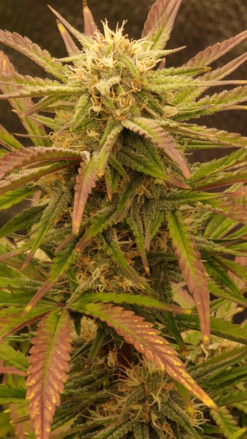 null by CannaArchive