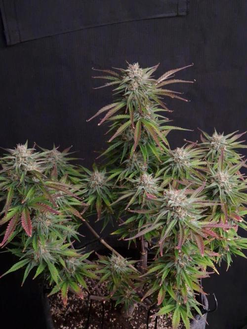 null by CannaArchive