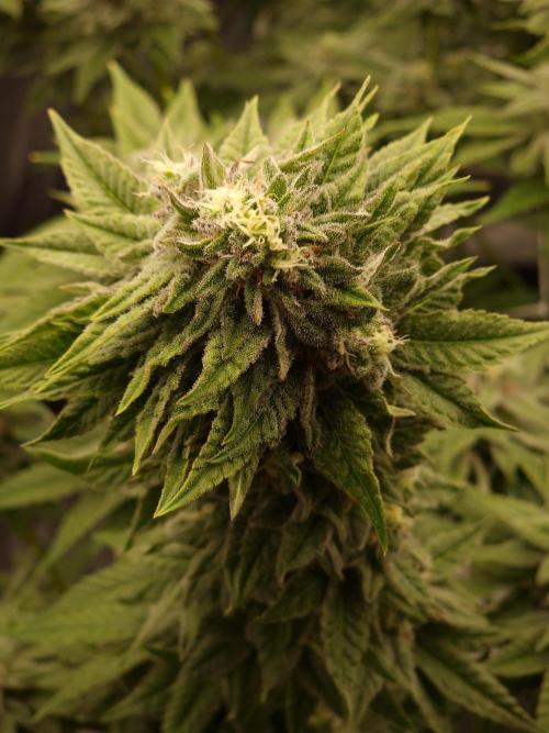 null by CannaArchive