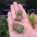 Ro_OG