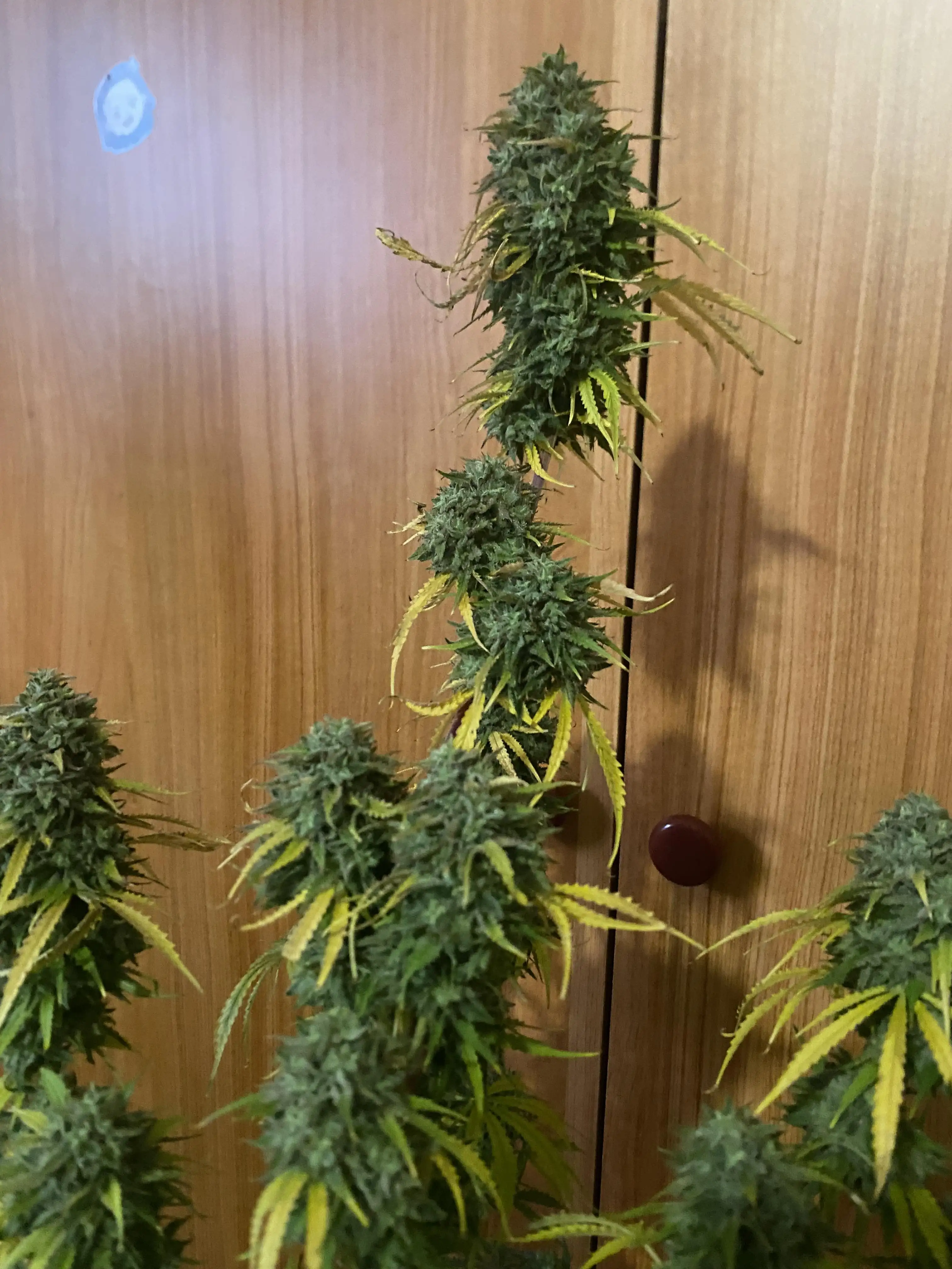 CultivadordeWeed
