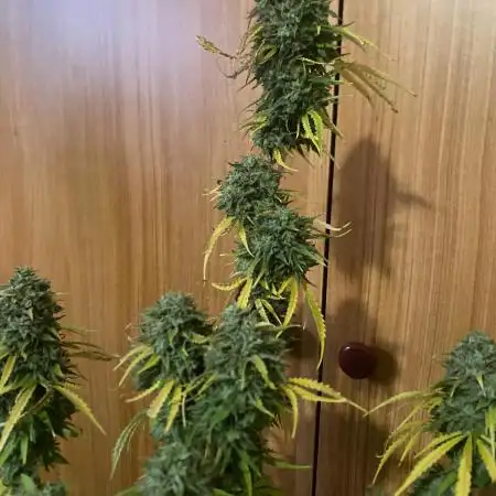 CultivadordeWeed