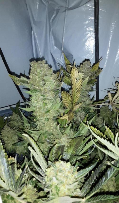 null by Pi_growing