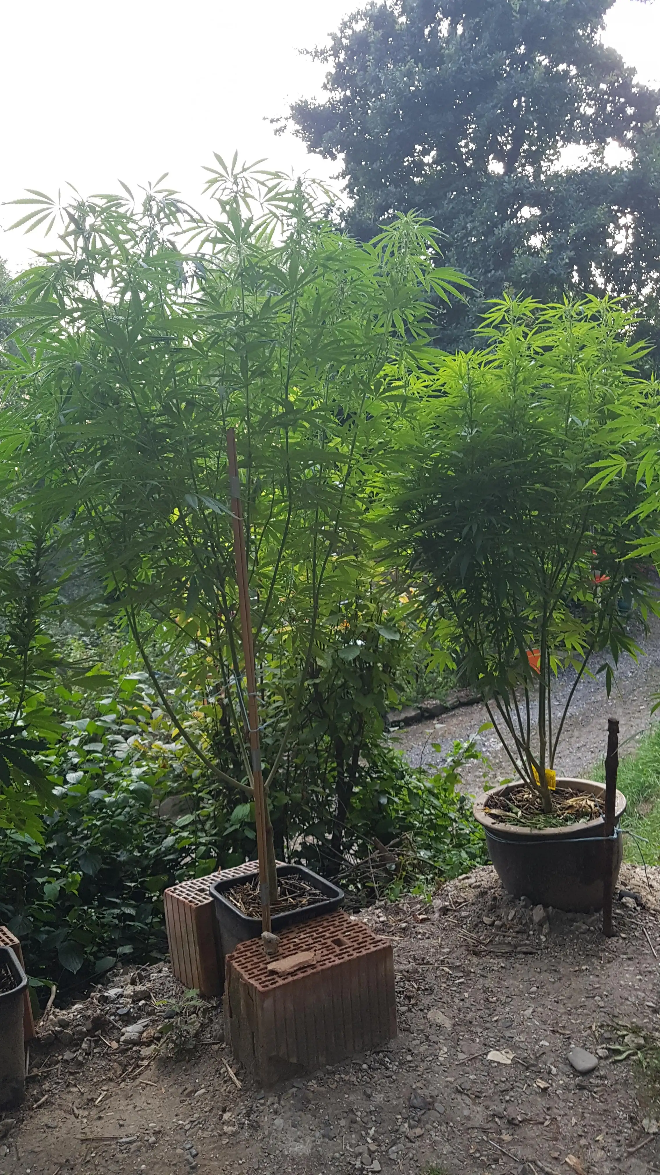 Greenhealtguideo
