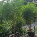 Greenhealtguideo