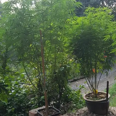 Greenhealtguideo