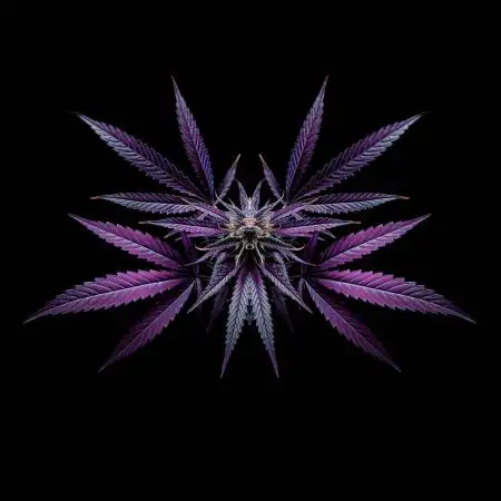 SpacecraftSeeds