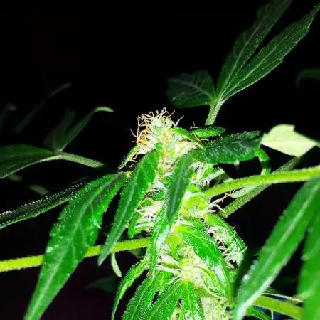 Beastcoastbuds