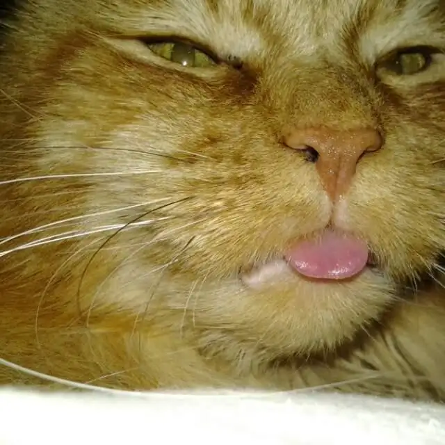 Kugelsternkatze
