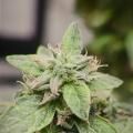 Chrisandweed