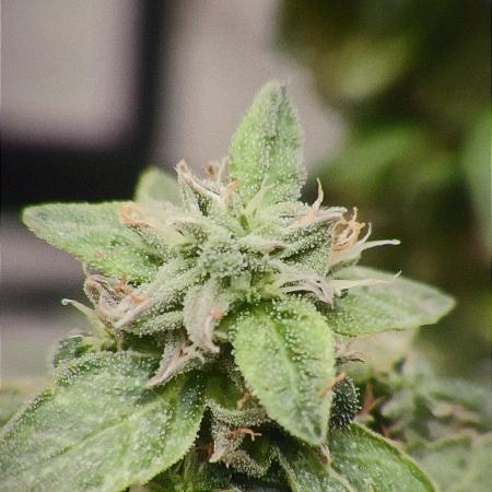 Chrisandweed