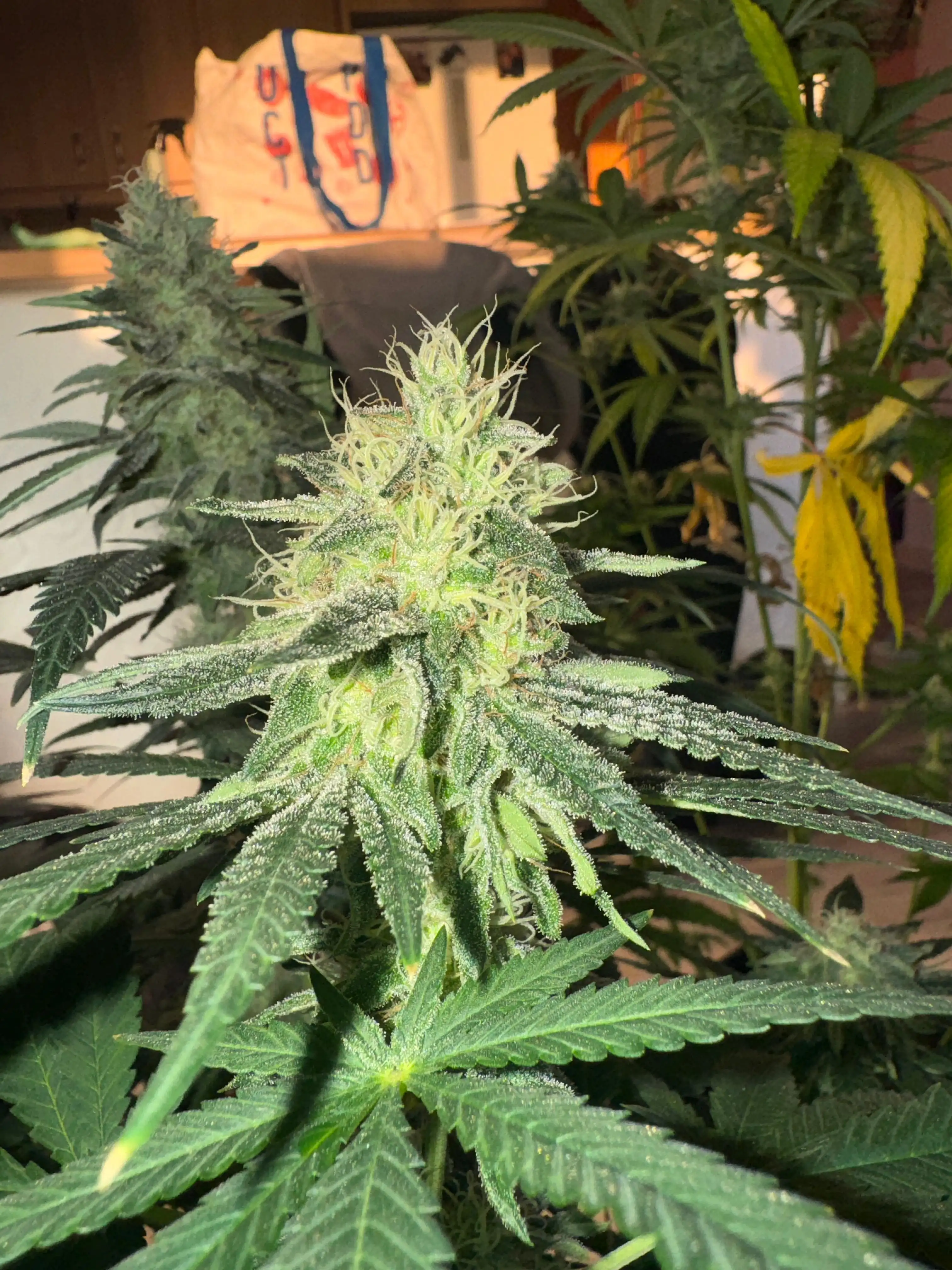 Old_farm_weed