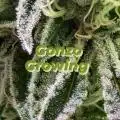 Gonzo_Growing