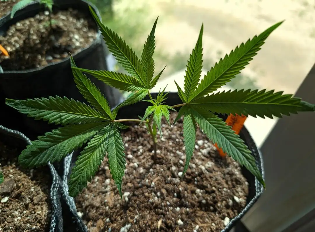 AllCannabisAreBlazin
