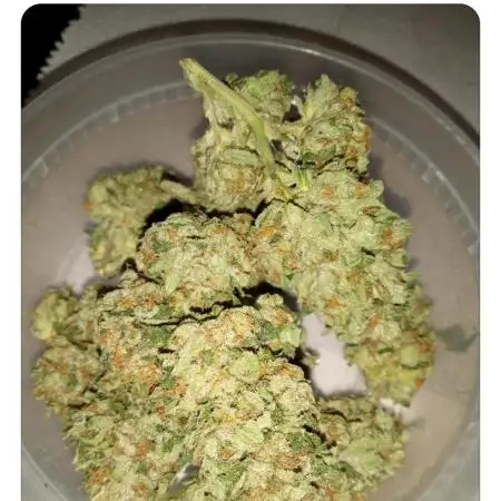 Stoned_Crambone