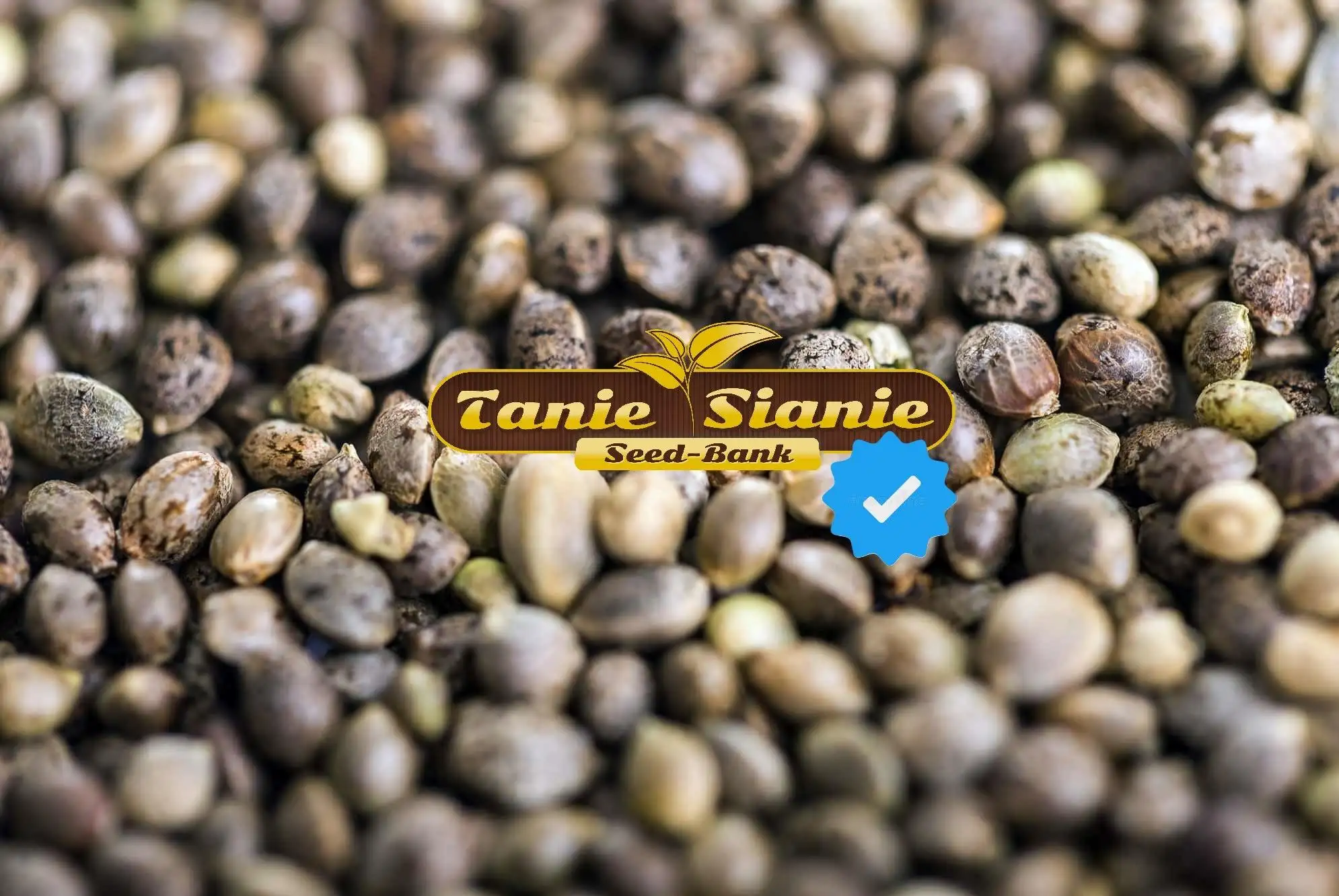 TanieSianieSeeds