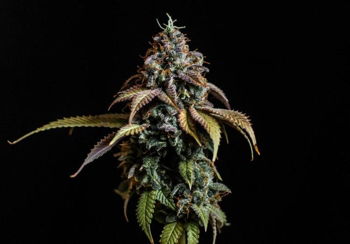 null door Bud_Wiser