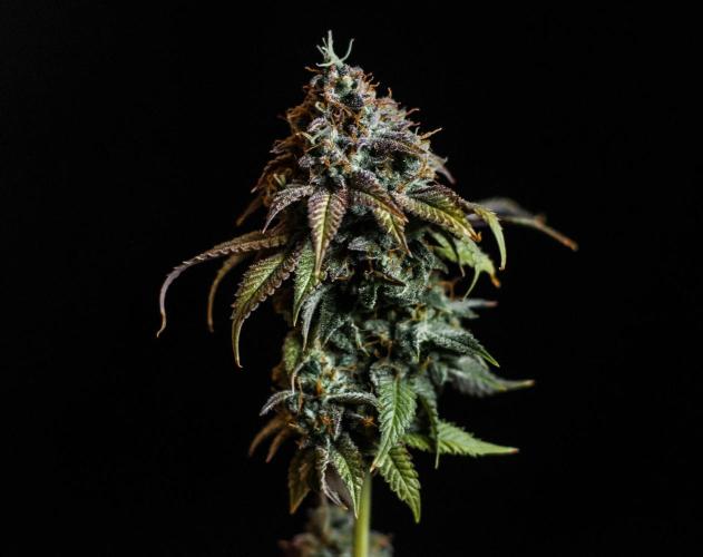null door Bud_Wiser