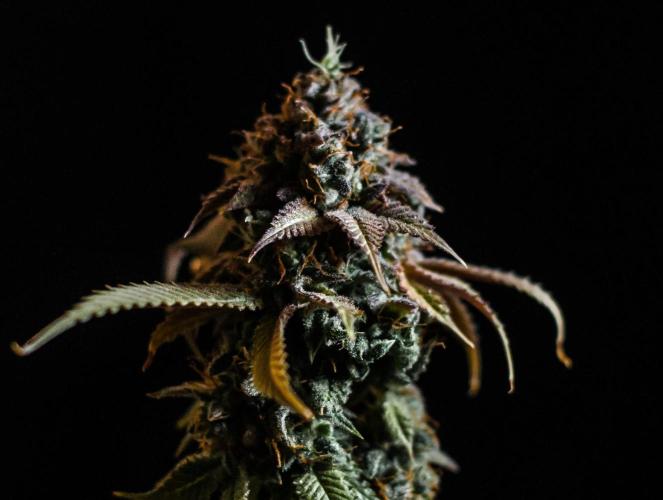 null door Bud_Wiser