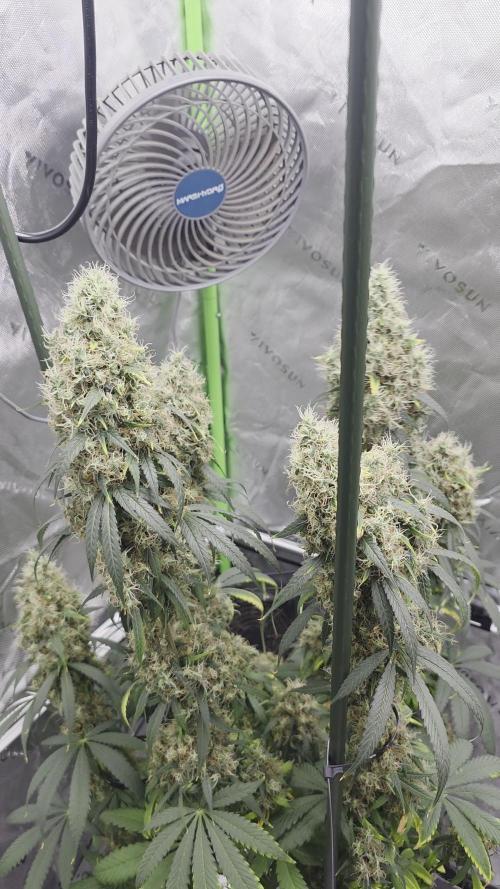 null door GrowerBaal