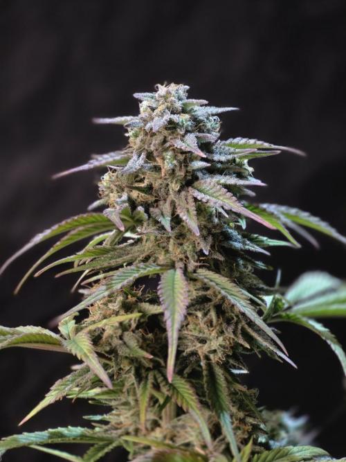 null door GrowerBaal