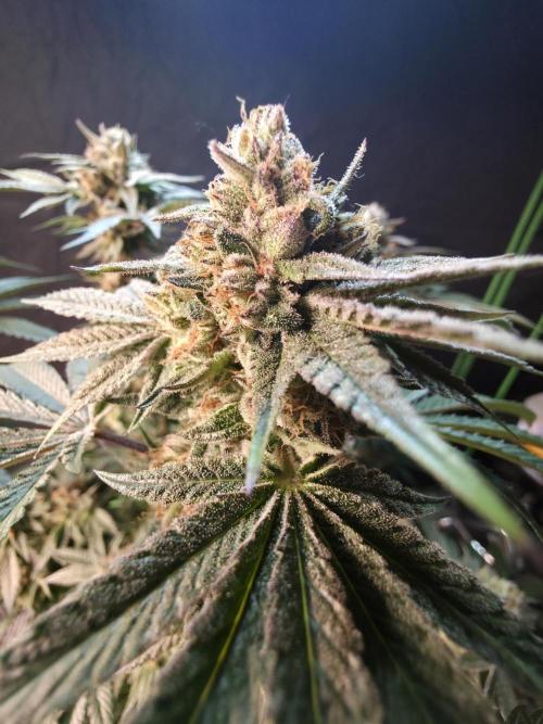 null door GrowerBaal
