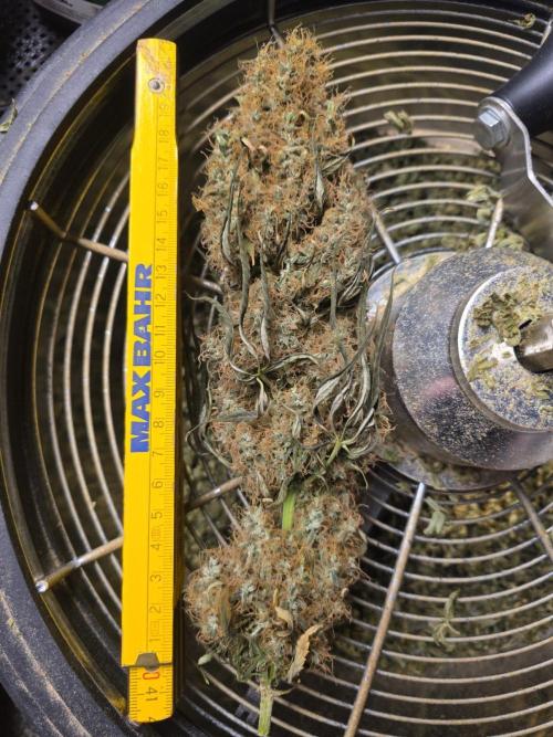 null door GrowerBaal