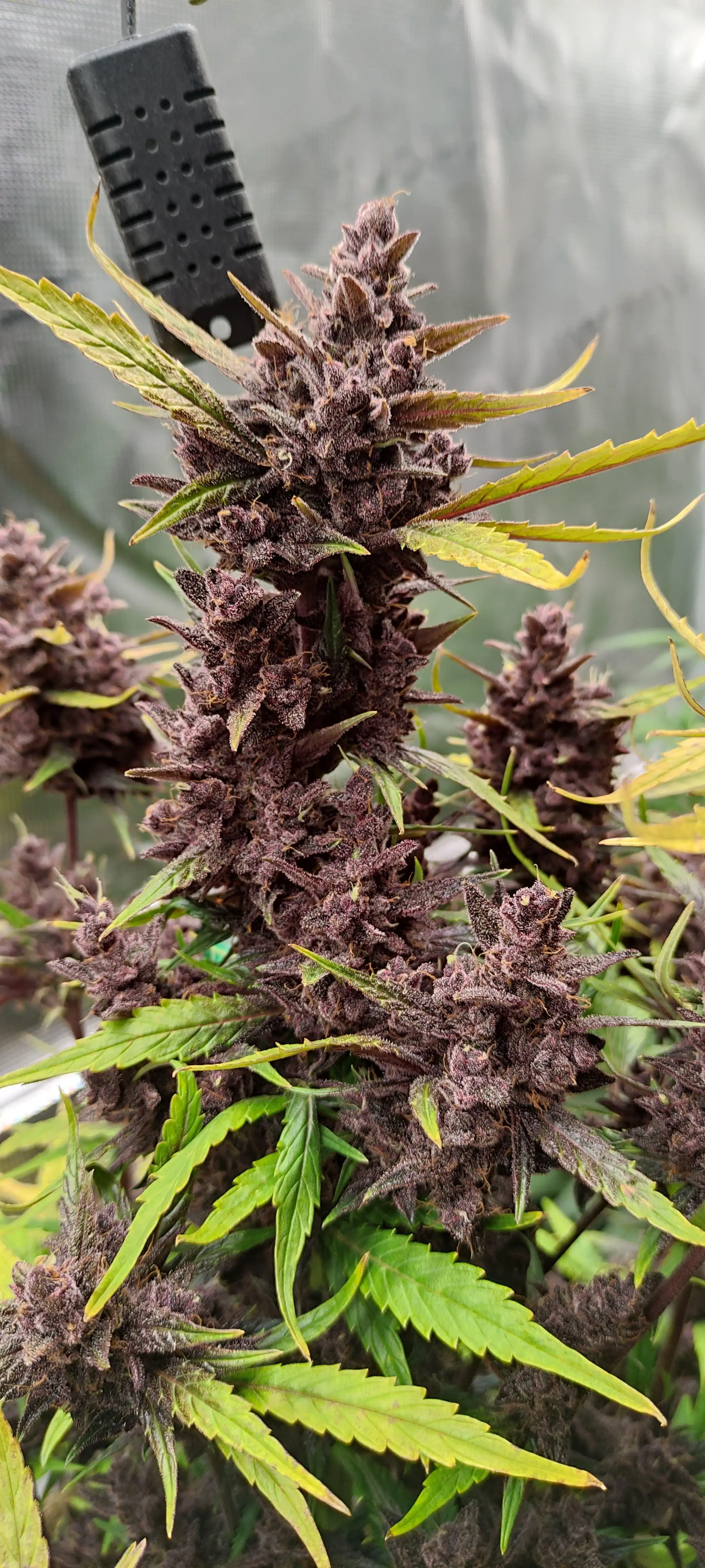 GrowerBaal