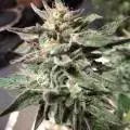 Cannabitch