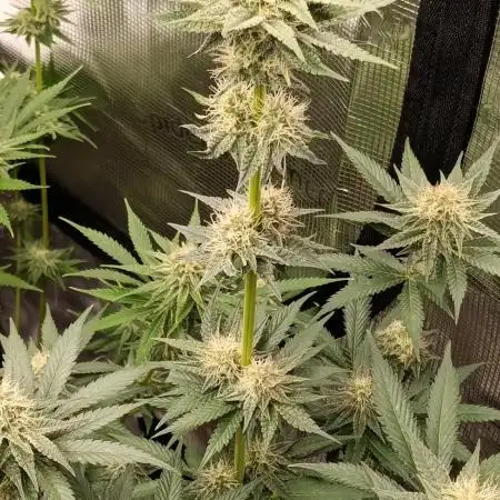 Studiogrow