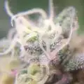 CraftKraut