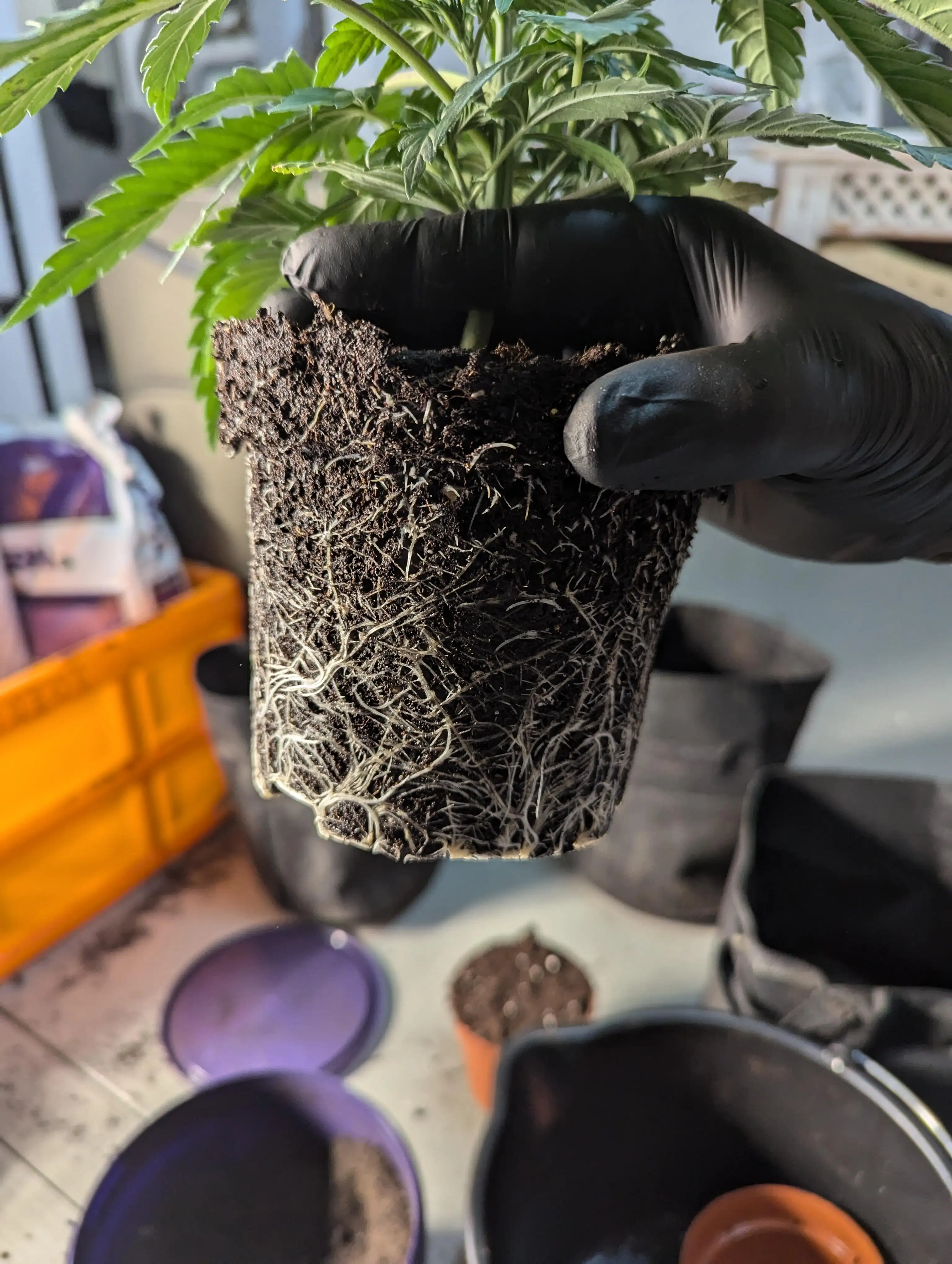 Flo_the_grow