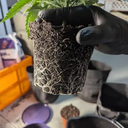Flo_the_grow