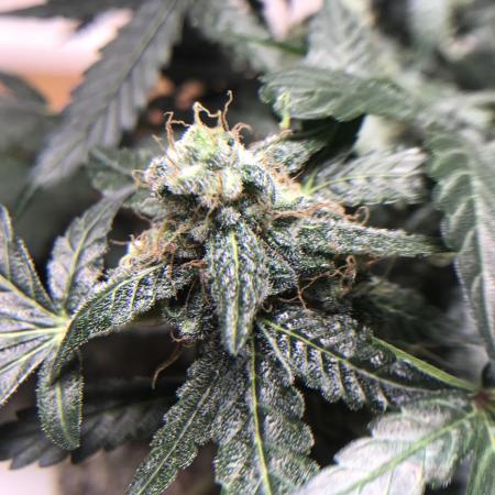 OBXBUD
