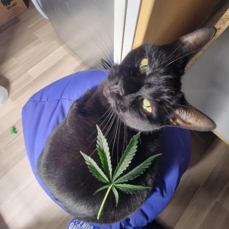 Cannubis