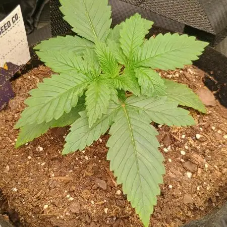 JayTheBotanist