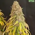 WhisperoftheWeed