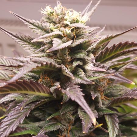 Nocone_Purple